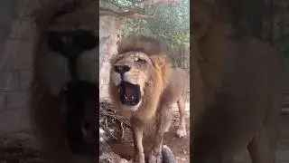 Face to Face with a Lion 🦁 | Scary but Amazing Zoo Experience
