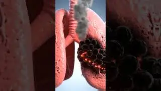 What Vaping Does to Your Body in Just 80 Seconds | Shocking 3D Animation