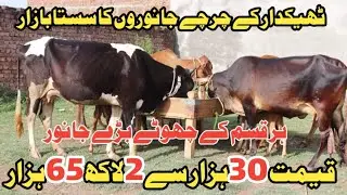 Sasta Beopari | 6 Low Rate Cows in Sialkot | Farming and Business Channel | Cows in Sialkot 12 July
