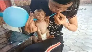 Baby Monkey Dodo Love Balloons, Dodo And Mom Making Balloons