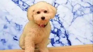 Cute Bichon Frise Cotton Dances and Spins for Talent Hounds