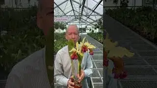 The Trick to Growing Cattleya dowiana