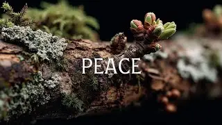 Peaceful Piano Nature Melodies & Acoustic Music ~ Глубокая Релаксация для Снятия Стресса