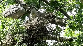 Yellow-crowned Night Herons Nesting, Beginning to Branch, Governors Island
