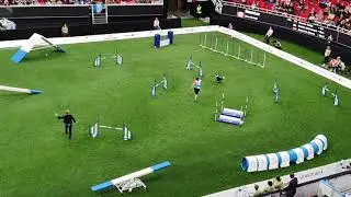 MOMENTUM Susan Garrett Large Agility AWC 2019