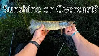 Pike & Perch Fishing in Changing Weather (2 Days on the River)