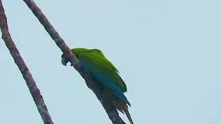 great green macaw, Ara ambiguus, Ensenada de Utria, Nuqui (choco)