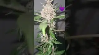 Autofloreciente purple💜