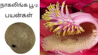 Couroupita guianensis | நாகலிங்கப்பூ | Part-2
