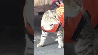 Adorable cat wears custom-made motorcycle taxi jacket 🐱🧡