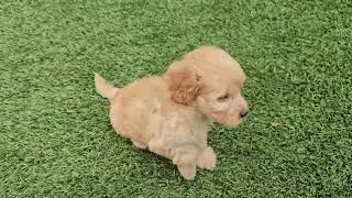 Watch 🐶 Zane,Zeus, Zija & Zorro F1b Minigoldendoodle puppies playing. 