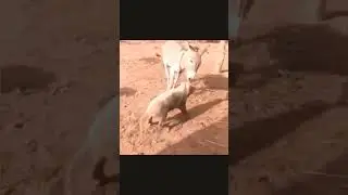 pig and donkey fight guess who won ?? #funny #animals #shorts