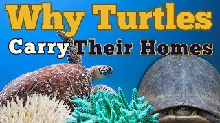 Hard Hats for Life: Why Turtles Never Take Off Their Shells