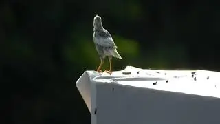 typical white crested myna