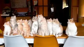 13 kittens on a table. British and Scottish kittens playing. Fun with cats !