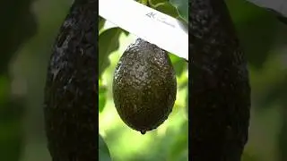 &ldquo;Fresh Avocado Cutting 🔪 Oddly Satisfying ASMR&rdquo; #Avocado #AvocadoASMR #FruitCutting #ASMR #ai #short