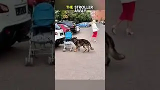 Hero Dog Saves Baby from Reversing Car A Heart-Stopping Moment #shorts