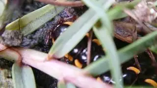 Singapore bugs Long flange millipede macro video