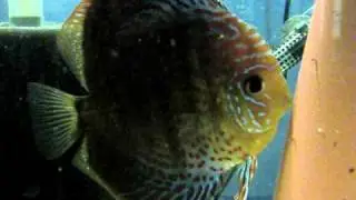 F3  Bubble Face /  Red Spotted Green