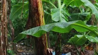 Relaxing Rain on Banana Leaves