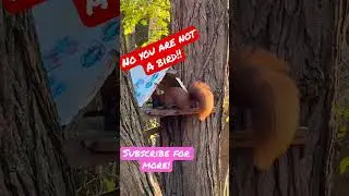 No you are not a bird!! || Squirrel Frenzy #shorts #cute