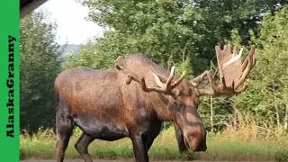 Alaska Bull Moose Eating Grass Approaching Car