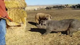 Universal Select-A-Catch versatility with animal capturing.