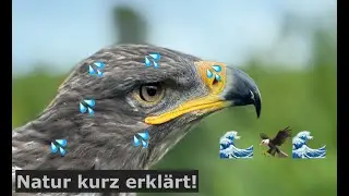 Kann ein Adler schwimmen? 🌊🦅 Natur kurz erkl&auml;rt! - Greifvogelwarte Feldatal