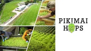 Pikimai Hops - The Motueka River