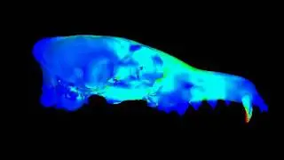 FEA Model of Canis simensis (Sagittal Slicing)