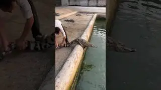 Human at Crocodile Farm | How Dangerous Is It Really? #crocodile #crocodiles #crocodilefarm #shorts