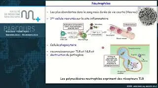 QCM Immunologie  part 2 cours de r&eacute;vision🤩 let's do QCM together 🤩👩&zwj;🏫 facult&eacute; de m&eacute;decine de PARIS 🤩