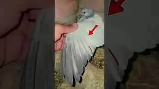bachey ke pechan✌️#pigeon #birds #kabootar Subscribe my YouTube channel 🥰 😘 💕