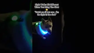 #neonpomsky #glowmode #dogs #dogs #pomeranian #pomsky #pomskydog #nightwalks #fypシ #night #neon