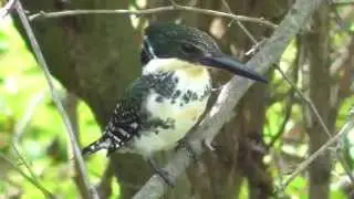Green kingfishers clicking, calling & singing?