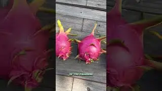 It took 8 weeks for this dragonfruit to fully ripen! Let&rsquo;s see how it looks inside #dragonfruit