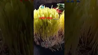 Dashain ko jamara🙏🙏