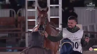 N 190 LULU ALRIFFA   7th Souq Waqif International Arabian Horse Show 2026   Mares 4 6 Years Old Clas