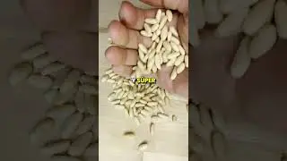 &iquest;Qu&eacute; son los pi&ntilde;ones?