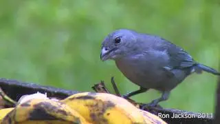 Sayaca Tangers    (Thraupis sayaca)