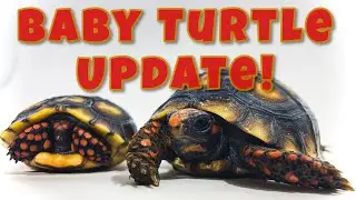 Update on my Baby Turtles and Tortoises!! Musks, Cherry Heads, Hybrid Snapper and more!!