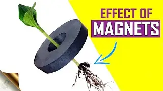 Part 3 follow up video growing plants using magnets