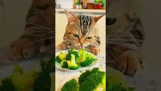 my breakfast #ytshorts #cat #shortvideo #kitten #funny