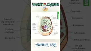 🔬 Animal Cell &ndash; The Building Block of Life #shorts #youtubefeed #youtubeshorts #cell #biology #gs