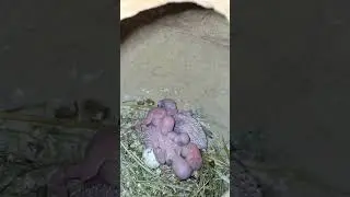 Cute Little Babies #shorts #budgie #lovers