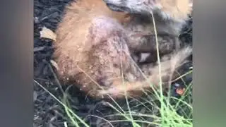 Curing Foxes With Mange