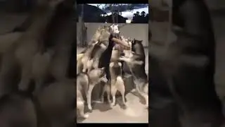 CUTE! Man Wearing Dog Mask Got Swarmed by Curious Dogs #shorts #dogs