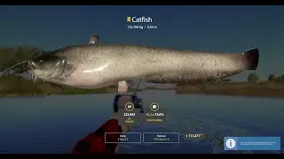 CATFISH 133kg TROPHY