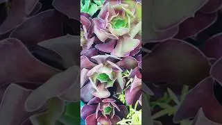Propagate these beautiful Aeonium Black Rose from cutting #shorts #aeoniumblackrose #propagation