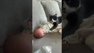 My cat regrets everything after we had a baby #cat #catlovers #funny #catlife